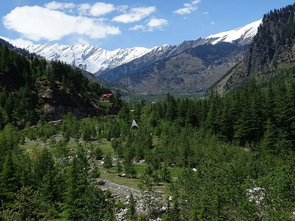 Deodar forest in the valley at Manali, below snow-covered peaks