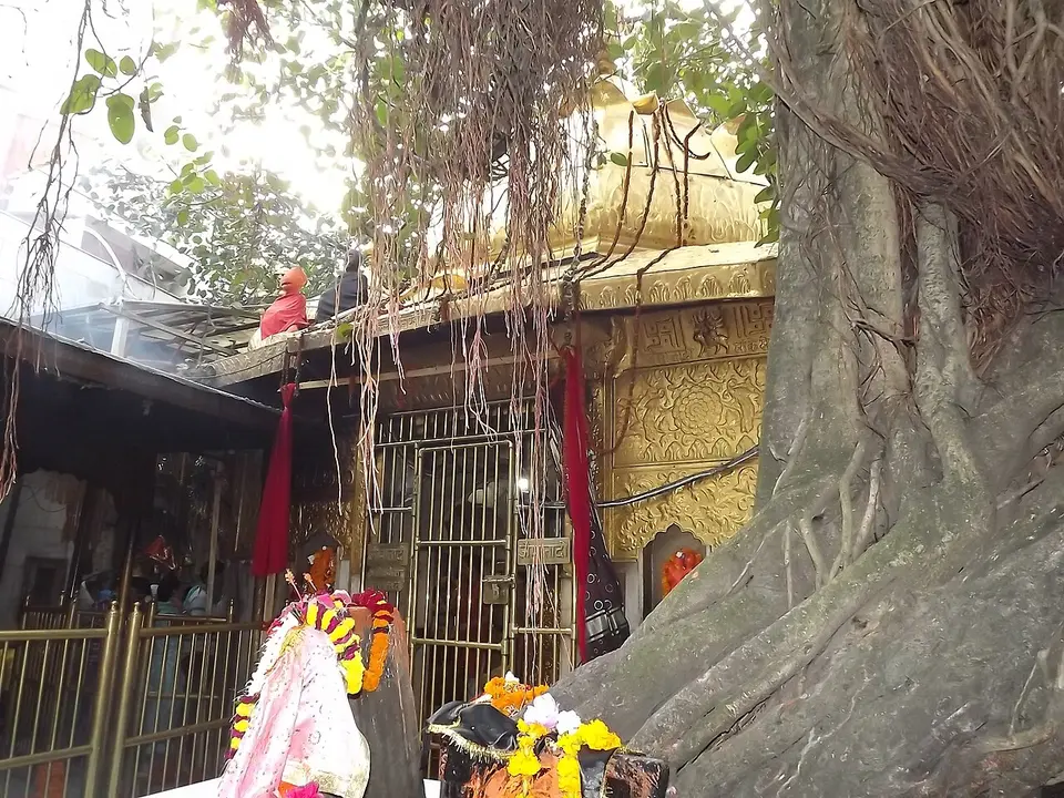 The courtyard of the Chintpurni temple, with its old tree and the gilded roof of the shrine