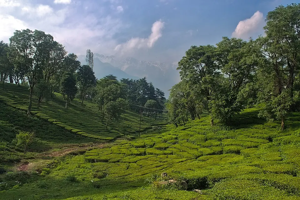 Rows of tea bushes on a slope at Palampur, with tall trees and a snow peak behind